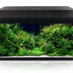 Akwarium 60l z bujną roślinnością i neonkami. Idealne oświetlenie do akwarium 60l podkreśli piękno tego podwodnego świata.