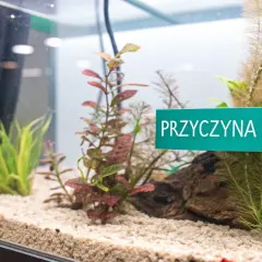 W akwarium, pod niebieskim światłem, rosną rośliny. Tabliczka informuje o "przyczynach glonów".