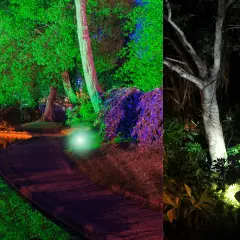 Magiczny ogród nocą: oświetlenie drzewa tworzy tęczową poświatę nad wodą i ścieżką.