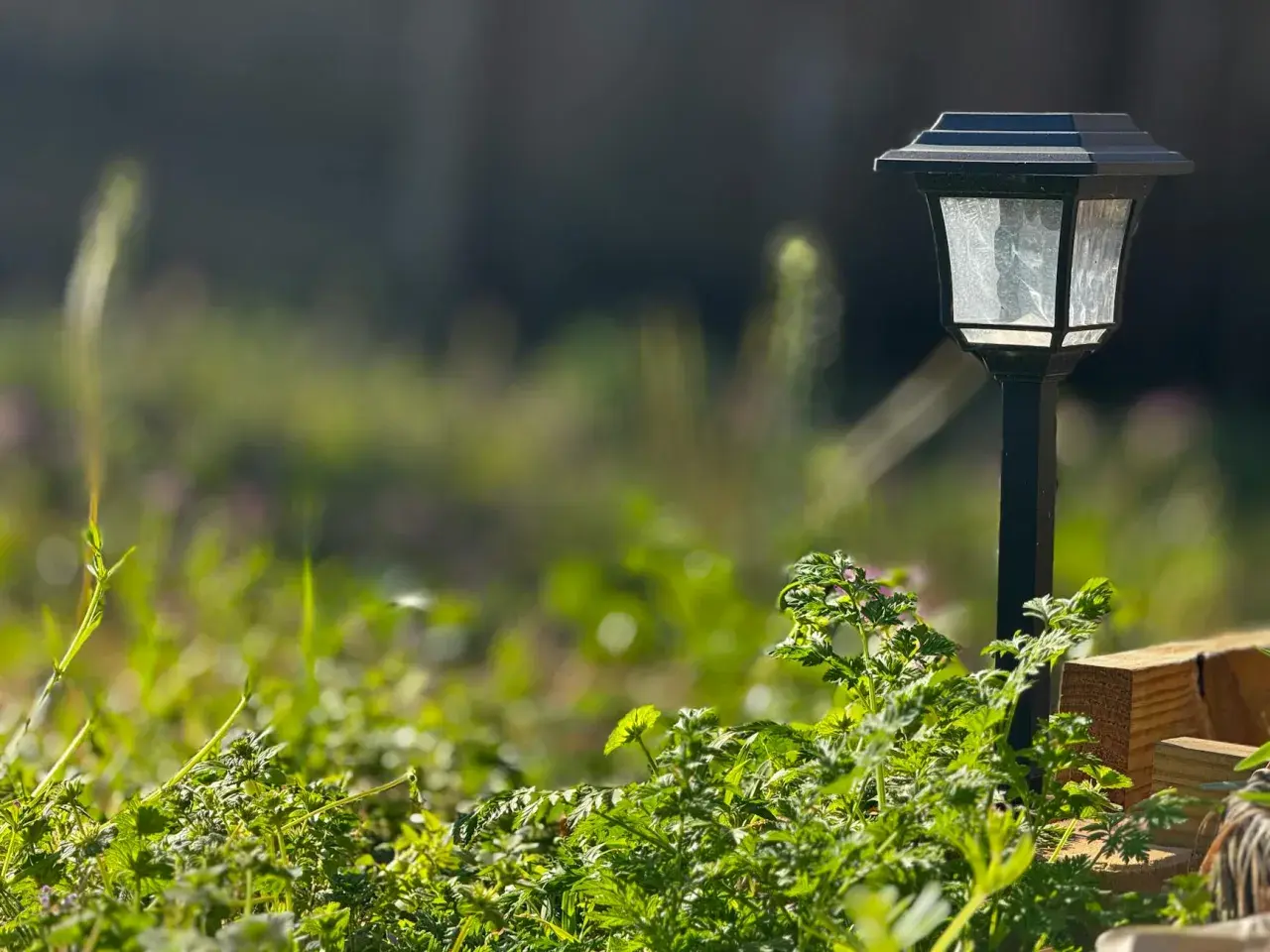 Lampa solarna w ogrodzie, która w dzień zbiera energię słoneczną, a nocą oświetla ścieżkę.