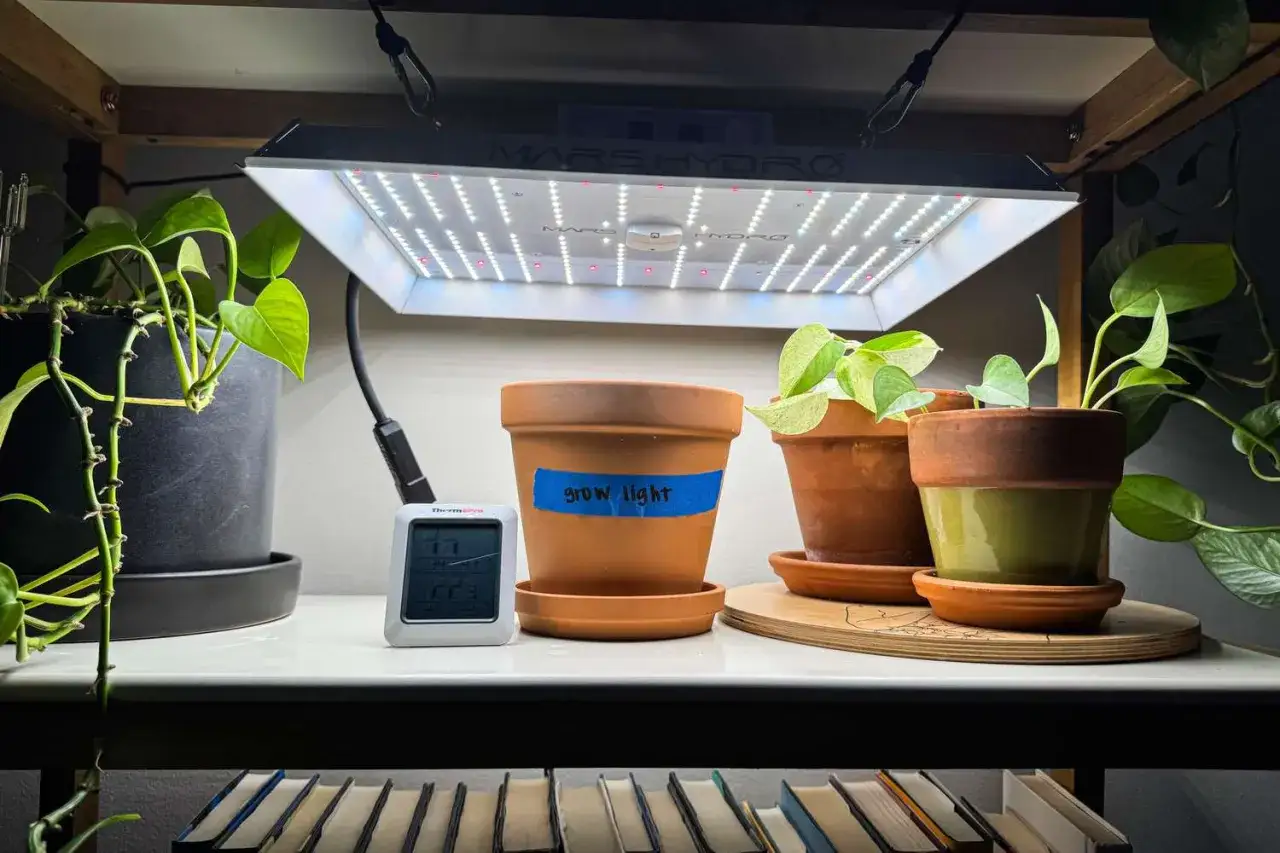 Rośliny pod lampą grow light. Czy lampy do uprawy roślin są szkodliwe dla ludzi? Nie, są bezpieczne.